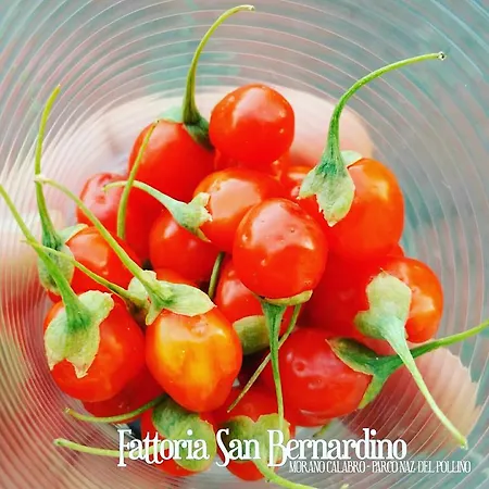 Farm stay Fattoria San Bernardino Morano Calabro