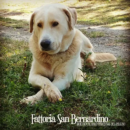 Farm stay Fattoria San Bernardino Morano Calabro